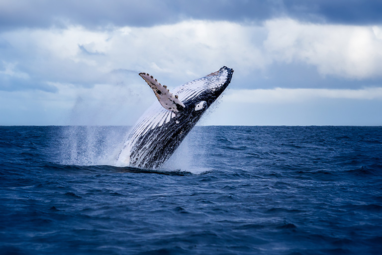 【投資スラング】「クジラ」の意味と由来は？